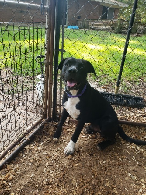 Kobe, an adoptable Labrador Retriever in Ruston, LA, 71270 | Photo Image 3