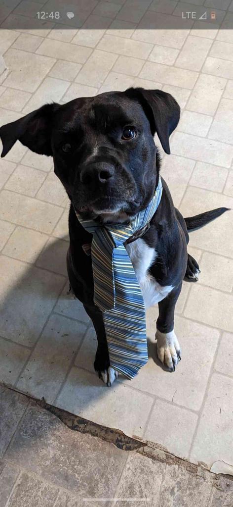 Kobe, an adoptable Labrador Retriever in Ruston, LA, 71270 | Photo Image 4