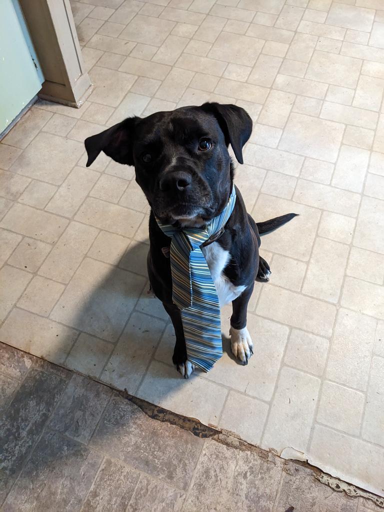 Kobe, an adoptable Labrador Retriever in Ruston, LA, 71270 | Photo Image 5