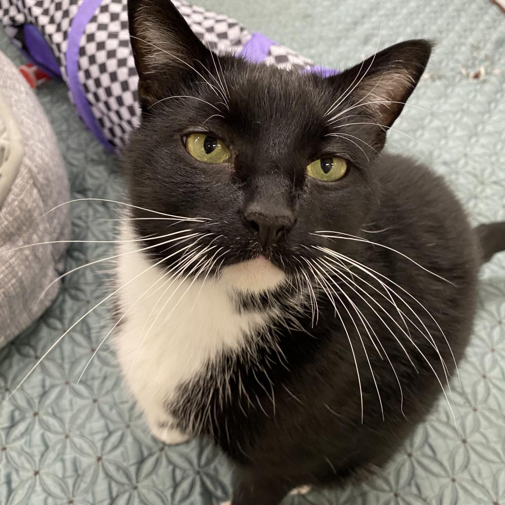 Hal, an adoptable Domestic Short Hair in Bedford, NH, 03110 | Photo Image 1