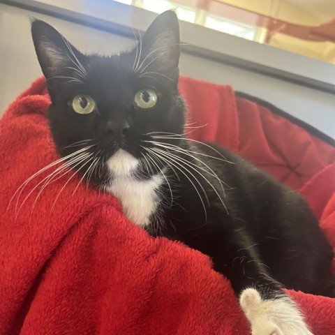 Hal, an adoptable Domestic Short Hair in Bedford, NH, 03110 | Photo Image 2