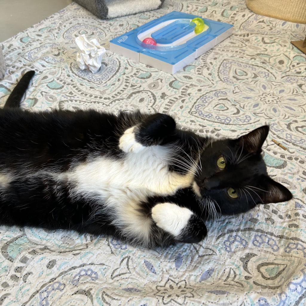 Hal, an adoptable Domestic Short Hair in Bedford, NH, 03110 | Photo Image 3