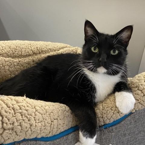 Hal, an adoptable Domestic Short Hair in Bedford, NH, 03110 | Photo Image 5