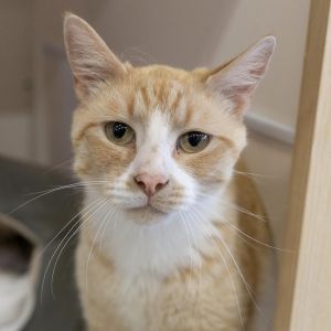 Lee Rockbridge, Adult Male Domestic Short Hair