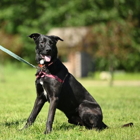 Blue, an adoptable Mixed Breed in Ponderay, ID, 83852 | Photo Image 1