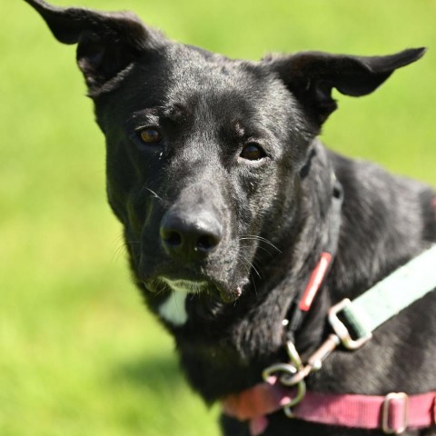 Blue, an adoptable Mixed Breed in Ponderay, ID, 83852 | Photo Image 2
