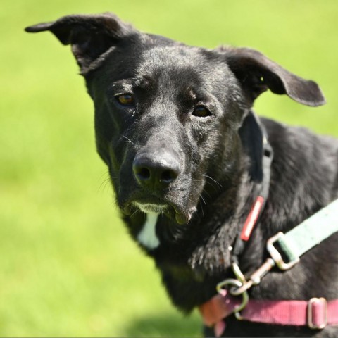 Blue, an adoptable Mixed Breed in Ponderay, ID, 83852 | Photo Image 3