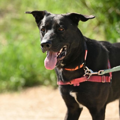 Blue, an adoptable Mixed Breed in Ponderay, ID, 83852 | Photo Image 4