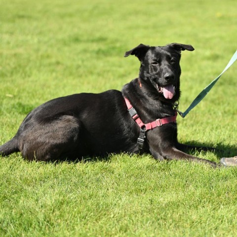 Blue, an adoptable Mixed Breed in Ponderay, ID, 83852 | Photo Image 5