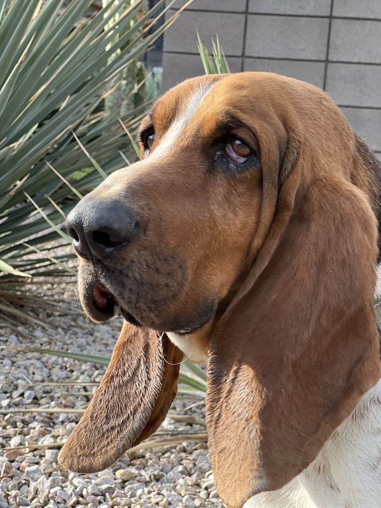 Taylor, an adoptable Basset Hound in Tucson, AZ, 85711 | Photo Image 1