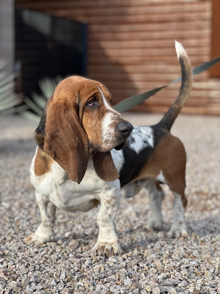 Taylor, an adoptable Basset Hound in Tucson, AZ, 85711 | Photo Image 2