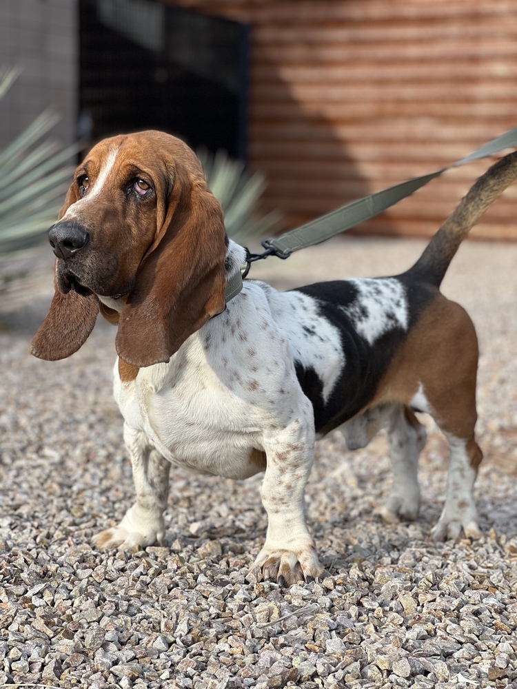 Taylor, an adoptable Basset Hound in Tucson, AZ, 85711 | Photo Image 3