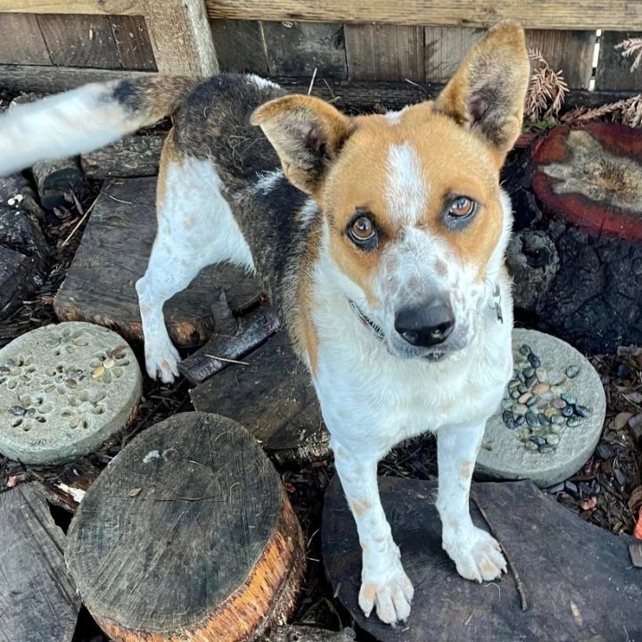 Best Toys for Blue Heelers - The Right Toys For A Clever Active Breed