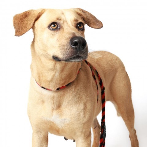 Harper, an adoptable Labrador Retriever in Corpus Christi, TX, 78415 | Photo Image 1
