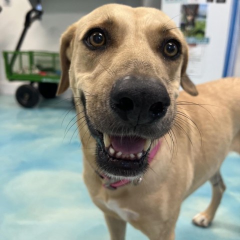 Harper, an adoptable Labrador Retriever in Corpus Christi, TX, 78415 | Photo Image 2
