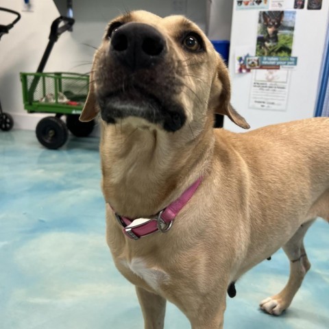 Harper, an adoptable Labrador Retriever in Corpus Christi, TX, 78415 | Photo Image 3