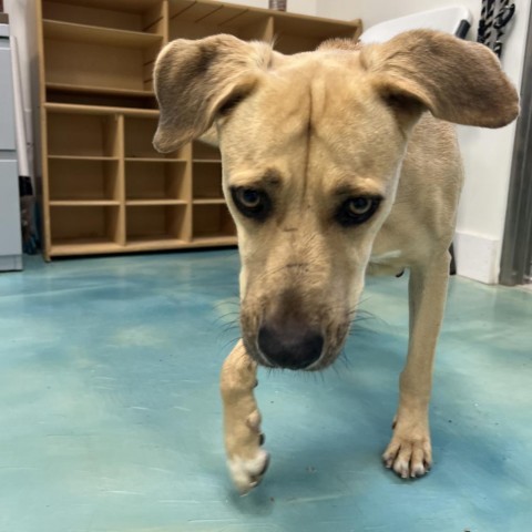 Harper, an adoptable Labrador Retriever in Corpus Christi, TX, 78415 | Photo Image 4