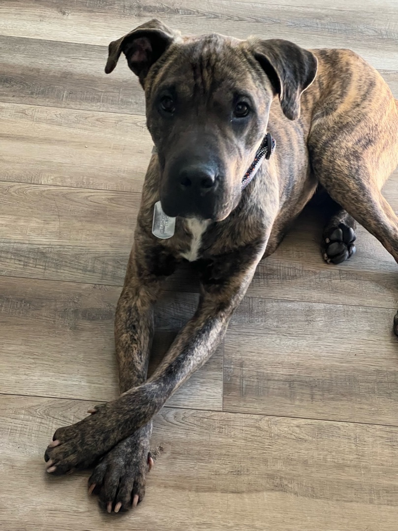 Pitbull mastiff hot sale brindle