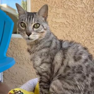 Chibi, Senior Male Egyptian Mau
