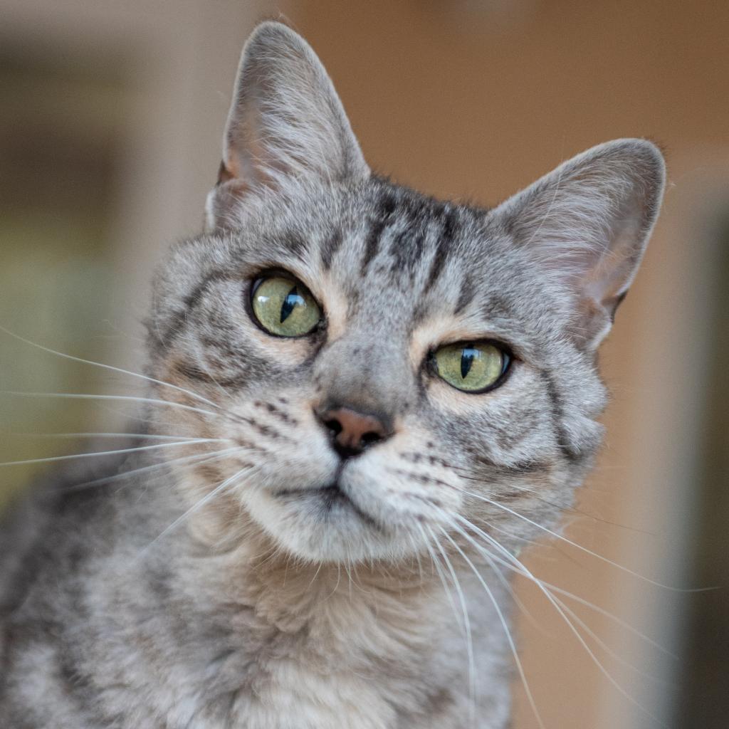 Chibi, an adoptable Egyptian Mau, Domestic Short Hair in Kanab, UT, 84741 | Photo Image 2