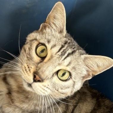 Chibi, an adoptable Egyptian Mau, Domestic Short Hair in Kanab, UT, 84741 | Photo Image 3