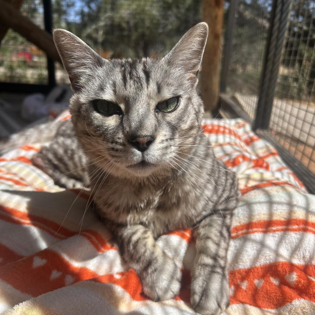Chibi, an adoptable Egyptian Mau, Domestic Short Hair in Kanab, UT, 84741 | Photo Image 4