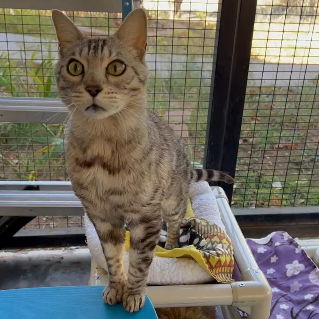 Chibi, an adoptable Egyptian Mau, Domestic Short Hair in Kanab, UT, 84741 | Photo Image 6