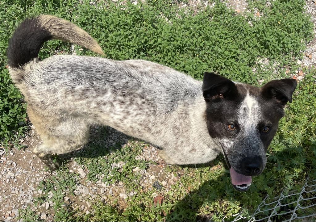 Roscoe, an adoptable Cattle Dog, Australian Cattle Dog / Blue Heeler in Batesville, AR, 72501 | Photo Image 1