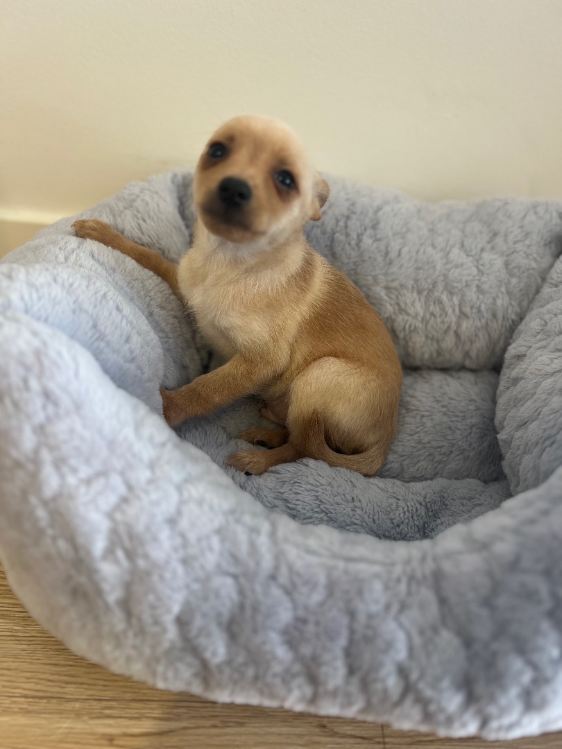 Luke, an adoptable Chihuahua, Pomeranian in Los Angeles, CA, 90066 | Photo Image 2