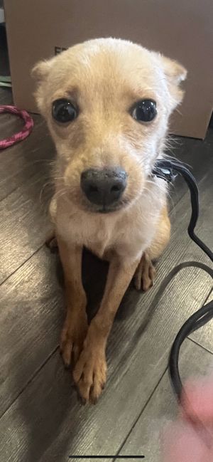 Dog for adoption - Gucci, a Pomeranian & Chihuahua Mix in Los