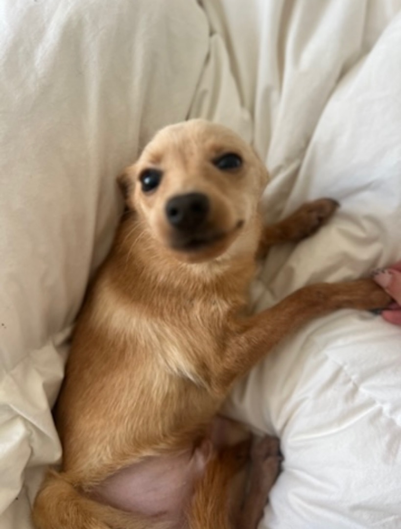 Luke, an adoptable Chihuahua, Pomeranian in Los Angeles, CA, 90066 | Photo Image 5