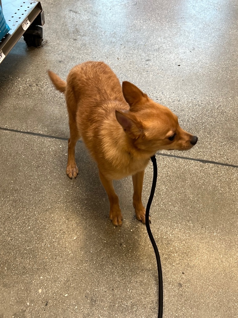 Snooby, an adoptable Chihuahua, Pomeranian in Los Angeles, CA, 90066 | Photo Image 3