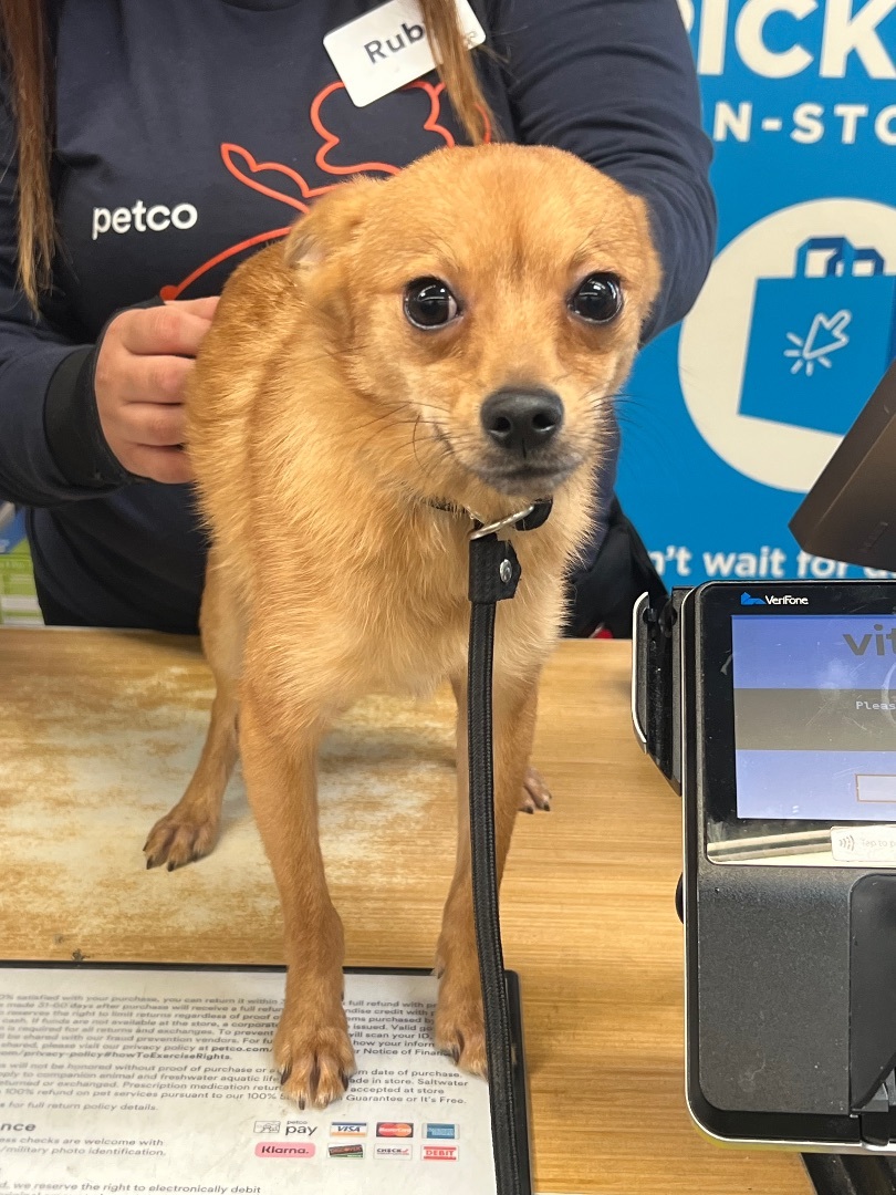 Snooby, an adoptable Chihuahua, Pomeranian in Los Angeles, CA, 90066 | Photo Image 1