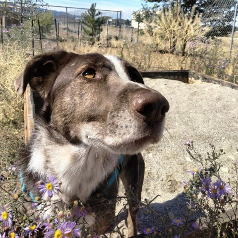 Douglas, an adoptable Cattle Dog, Corgi in Taos, NM, 87571 | Photo Image 1