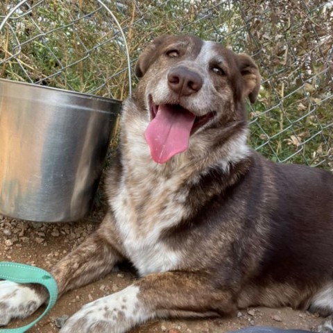 Douglas, an adoptable Cattle Dog, Corgi in Taos, NM, 87571 | Photo Image 1