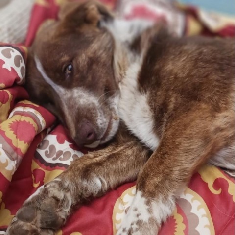 Douglas, an adoptable Cattle Dog, Corgi in Taos, NM, 87571 | Photo Image 2