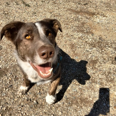 Douglas, an adoptable Cattle Dog, Corgi in Taos, NM, 87571 | Photo Image 3