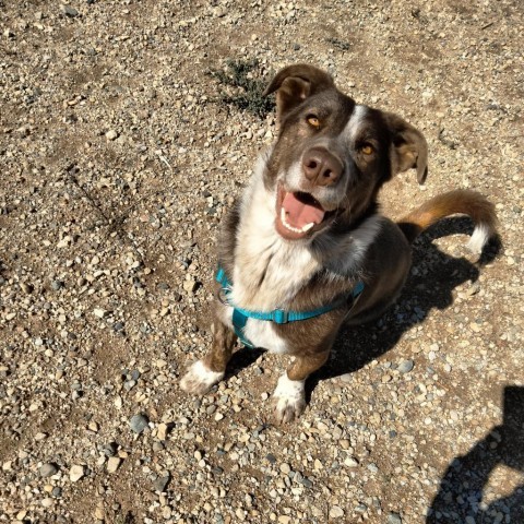 Douglas, an adoptable Cattle Dog, Corgi in Taos, NM, 87571 | Photo Image 3