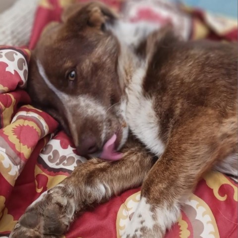 Douglas, an adoptable Cattle Dog, Corgi in Taos, NM, 87571 | Photo Image 3