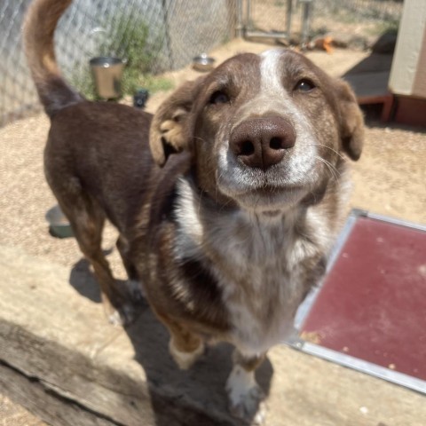 Douglas, an adoptable Cattle Dog, Corgi in Taos, NM, 87571 | Photo Image 4