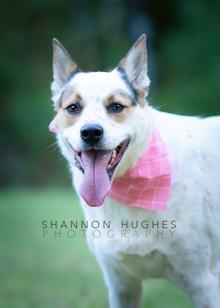 Dot aka Koda, an adoptable Australian Cattle Dog / Blue Heeler, Chow Chow in Macon, GA, 31210 | Photo Image 1