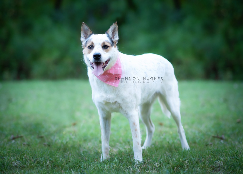 Dot aka Koda, an adoptable Australian Cattle Dog / Blue Heeler, Chow Chow in Macon, GA, 31210 | Photo Image 2