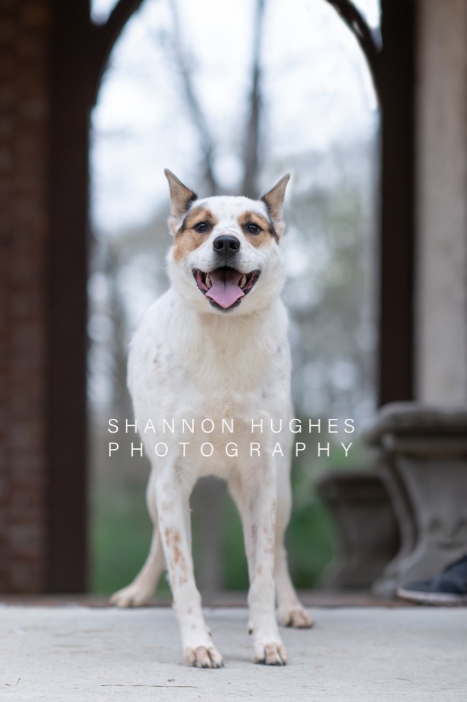 Dot aka Koda, an adoptable Australian Cattle Dog / Blue Heeler, Chow Chow in Macon, GA, 31210 | Photo Image 3