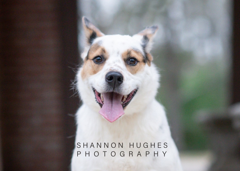 Dot aka Koda, an adoptable Australian Cattle Dog / Blue Heeler, Chow Chow in Macon, GA, 31210 | Photo Image 4