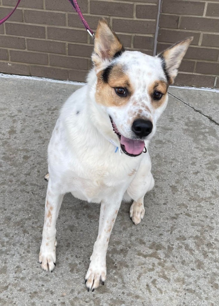 Dot aka Koda, an adoptable Australian Cattle Dog / Blue Heeler, Chow Chow in Macon, GA, 31210 | Photo Image 5