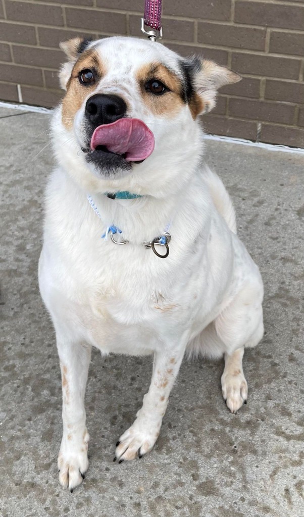 Chow 2024 heeler mix