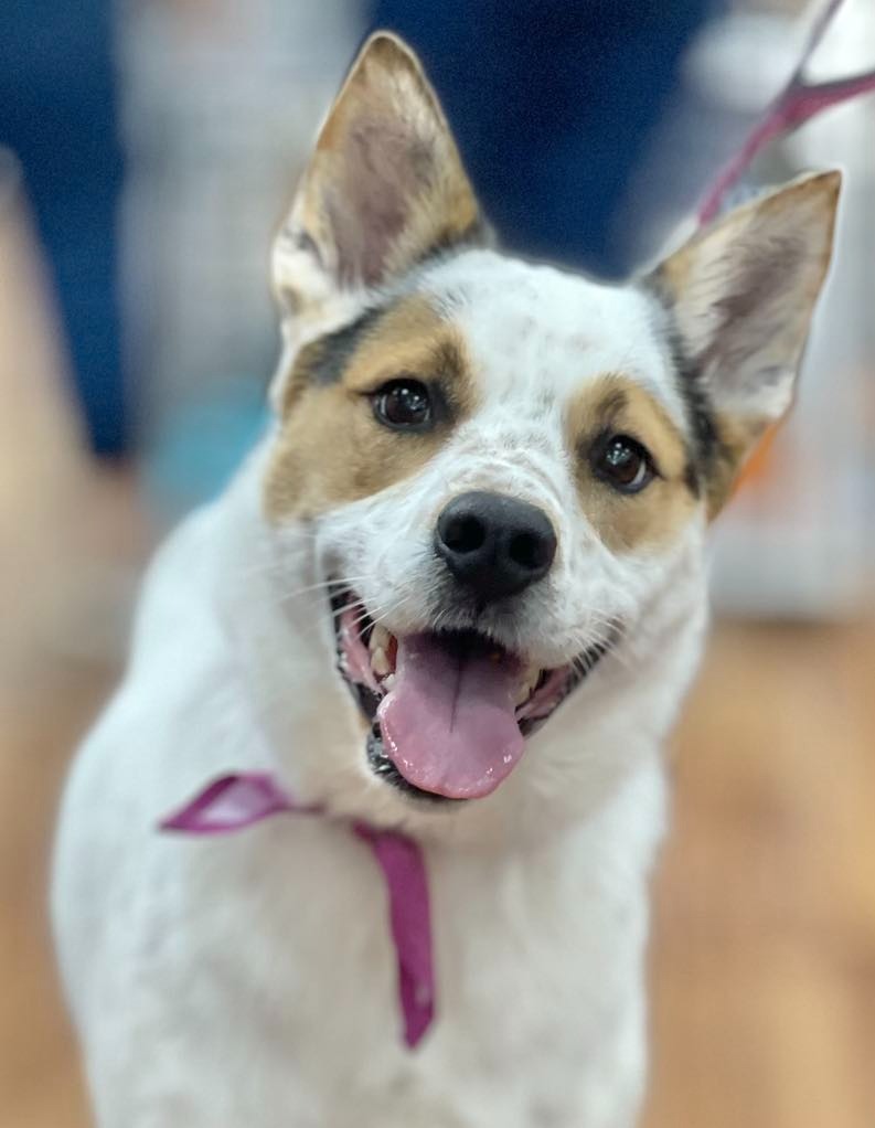 Dot aka Koda