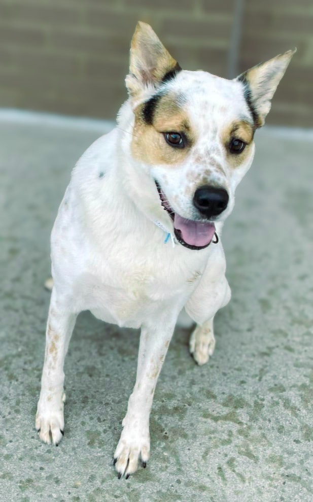 Dot aka Koda, an adoptable Australian Cattle Dog / Blue Heeler, Chow Chow in Macon, GA, 31210 | Photo Image 6