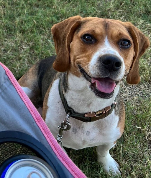 Hershey, an adopted Beagle in TULSA, OK_image-1