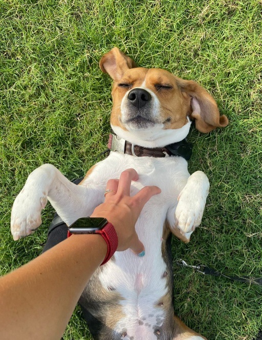 Hershey, an adopted Beagle in TULSA, OK_image-4